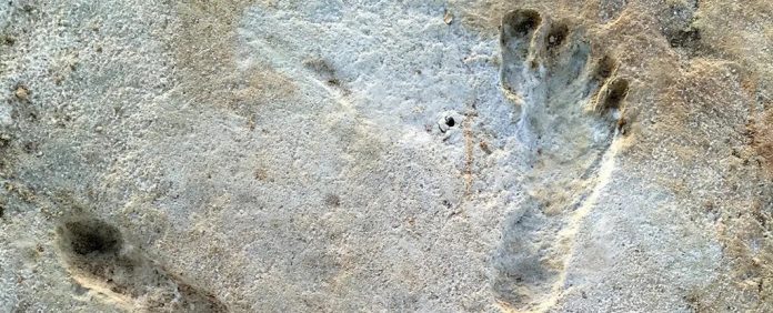 pegadas-fossil-america-do-norte