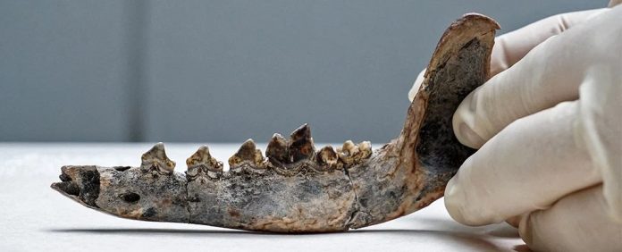 cachorro-fossil-mandibula-america