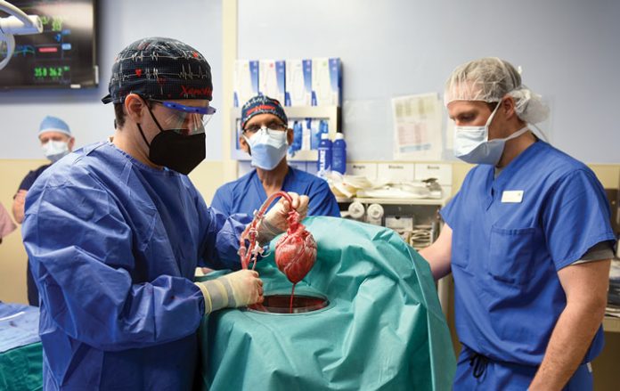 transplante-coracao-porco-para-humano