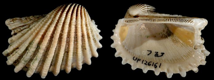 conchas-bivalve-preguiçoso