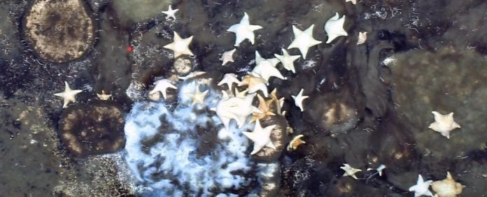 esponjas-do-mar-fosseis-artico