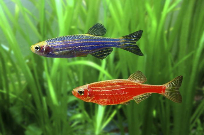 Leopard Danio (Danio rerio), genetically modified animals, North America