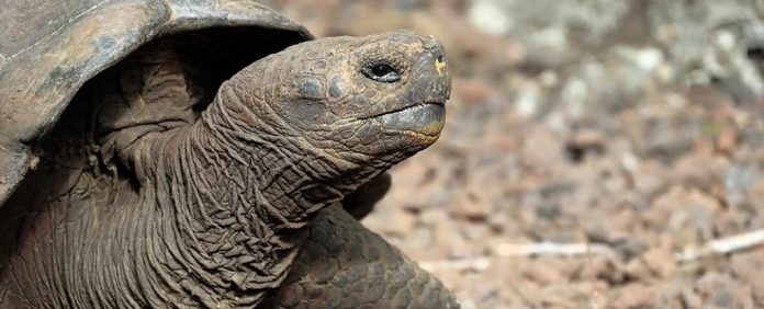 tartaruga-gigante-desconhecida-galapagos