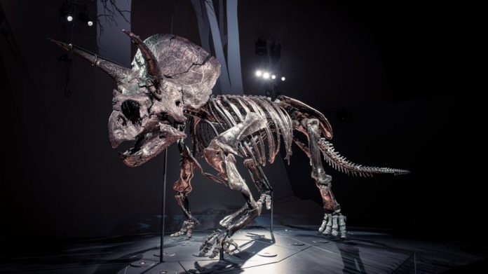 triceratops-fossil-completo-horridus