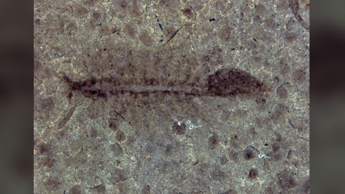 camarao-fada-fossil