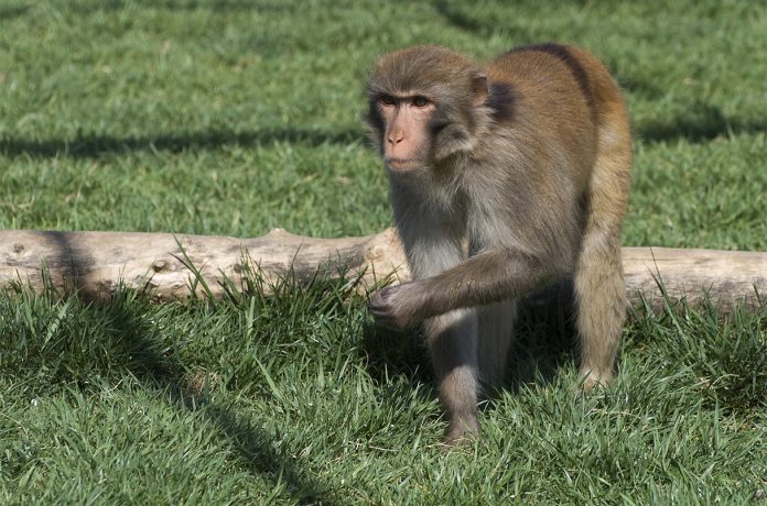 macacos-rhesus-batimentos-cardiacos