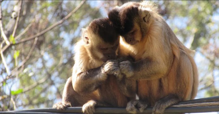 macacos_comportamento_homossexual