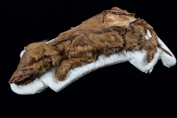 lobo-preservado-pergelissolo-yukon