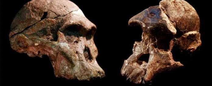 australopithecus-cranios