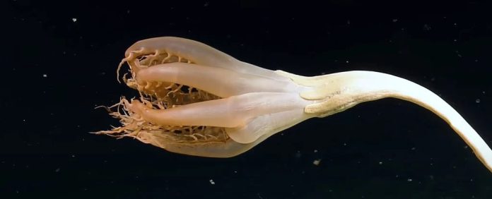 criatura-marinha-flor-pacifico