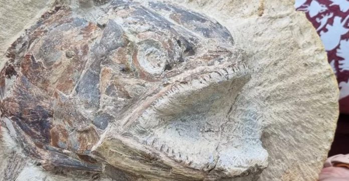 fossil-peixe-3D