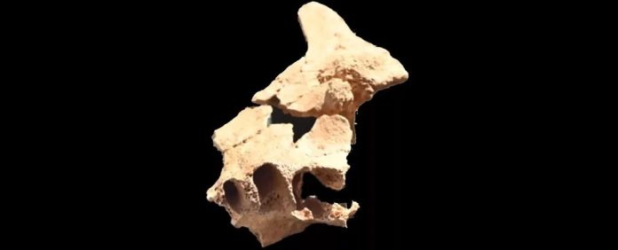 fossil-sima-del-elefante