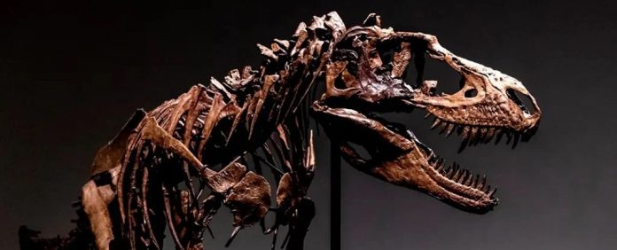 gorgossauro-fossil-leilao