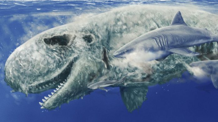 megalodonte-baleias