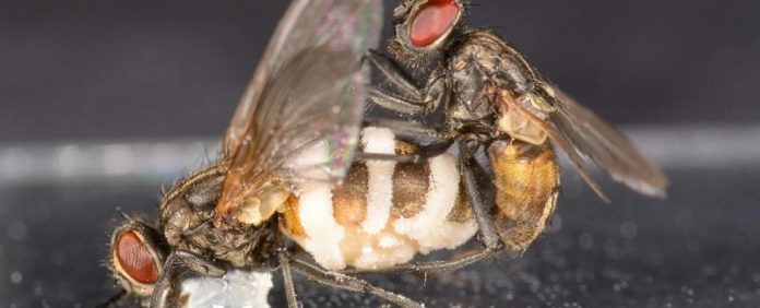 mosca-fungo-zumbi
