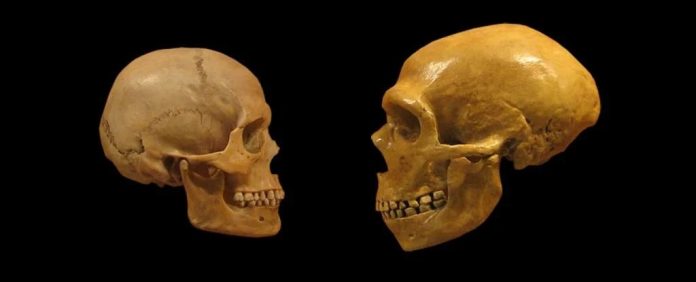 neandertal-sapiens-cranio