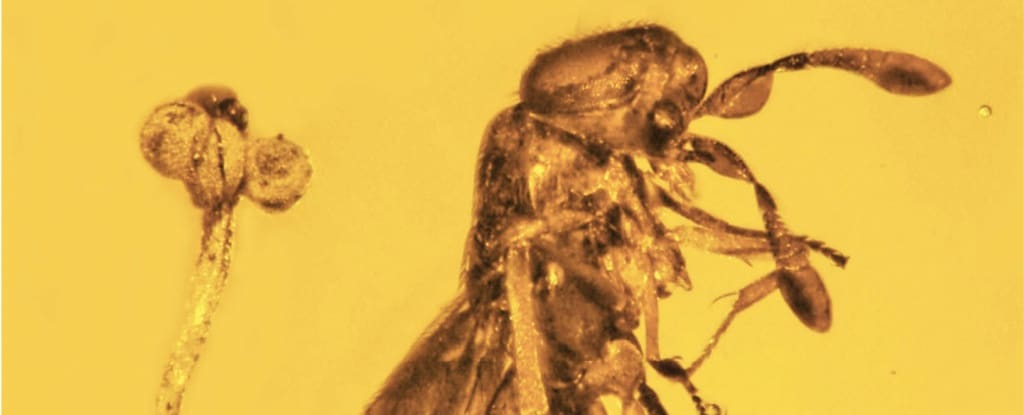 SciELO - Brazil - As vespas que caçam com seus dentes: Artefatos  multiespécies, ritual e relações entre humanos e não humanos entre os  Karitiana (Rondônia) As vespas que caçam com seus dentes