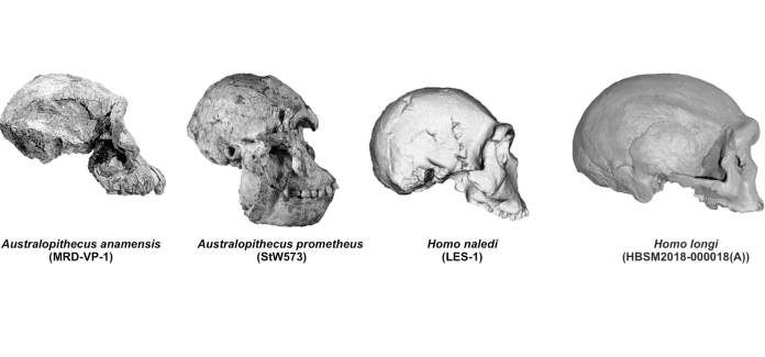 australopiteco-homo-hominideos-cranios