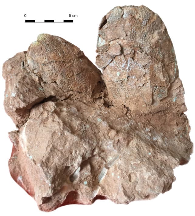 Primata Pelado - Já sabemos aquela velha história, que um meteoro atingiu o  planeta e acabou com o reinado dos dinossauros. Mas realmente nenhum  dinossauro sobreviveu? Não sobrou nenhum? Nem um pãozim