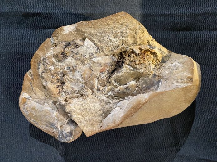 fossil-preservado-coracao-peixes-1