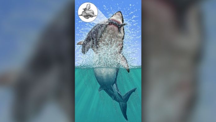 megalodonte-baleia-vertebras