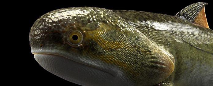 peixes-mandibulas-evolucao-fosseis