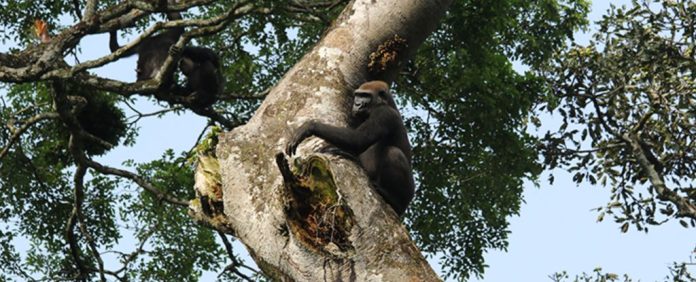 chimpanzes-gorilas-goualougo
