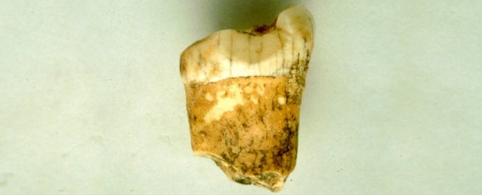 dente-neandertal-carnivoro