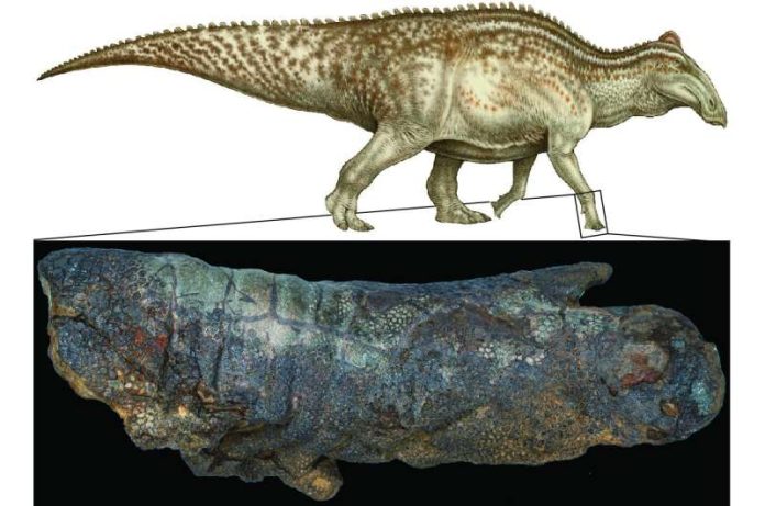 mumia-dinossauro-nao-e-incomum