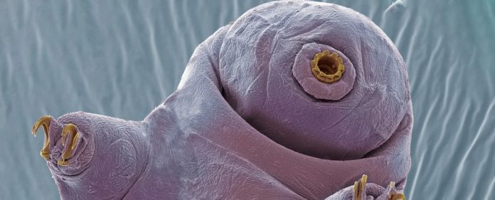 tardigrado-criptobiose-bela-adomercida