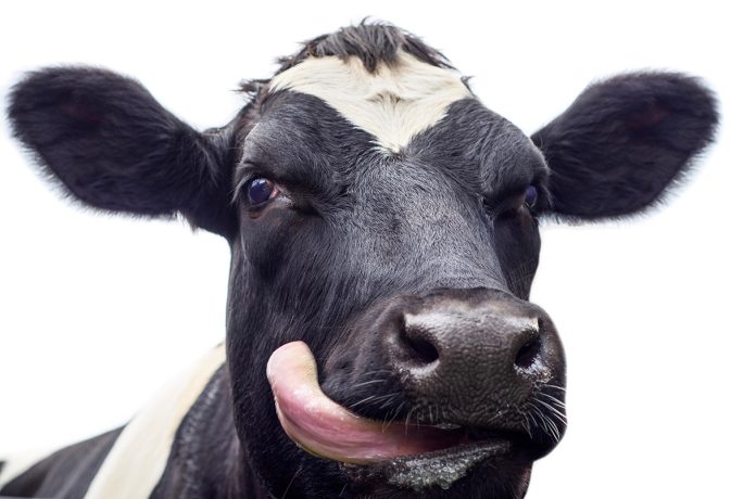 Close up of a cows head sticking its tongue out