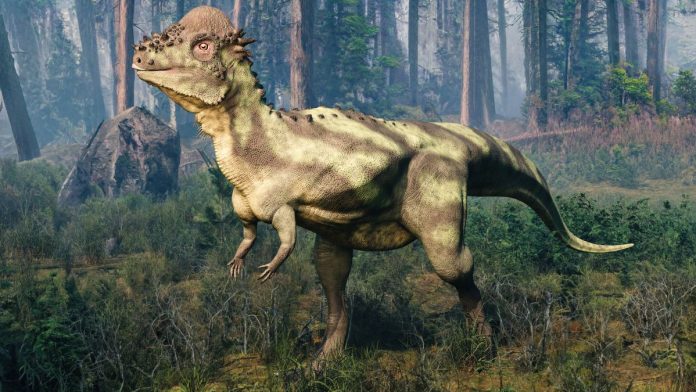 dinossauro-cabeca-de-capacete