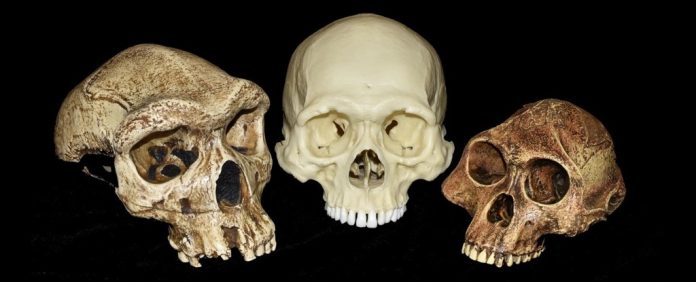 humanos-evolucao-hominideos-gravidez-dentes