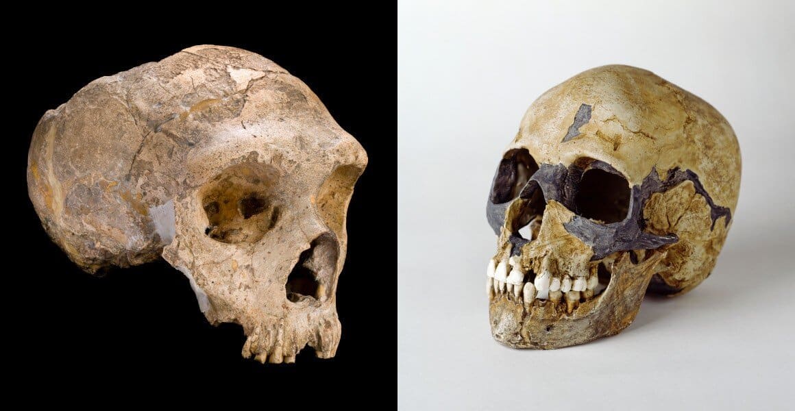 Neandertais (esquerda) e Homo sapiens (direita) são os parentes mais próximos um do outro e podiam cruzar. (Créditos: Curadores do Museu de História Natural, Londres)