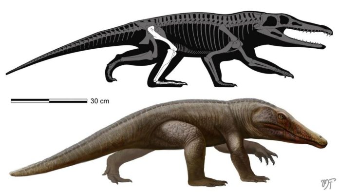 reptil-triassico-gaucho