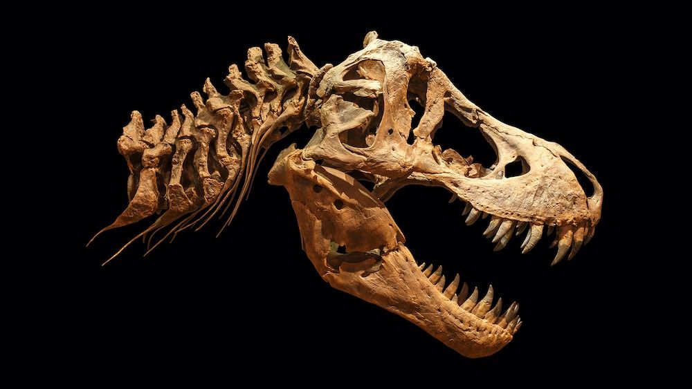 Descoberta de tecidos moles e elásticos em fóssil de um Tyrannosaurus rex –  Paleontologia Hoje