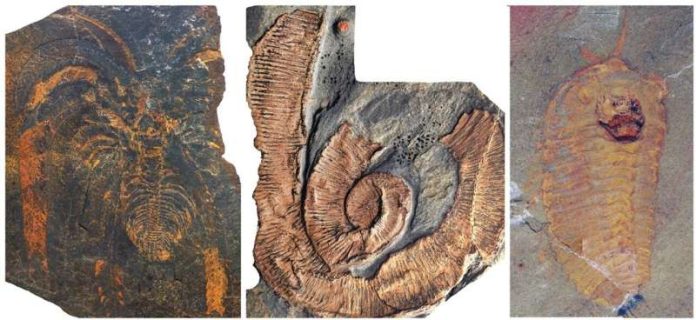artropodes-gigantes-mares
