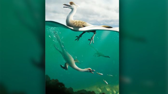 dinossauros-pescoco-mergulhadores