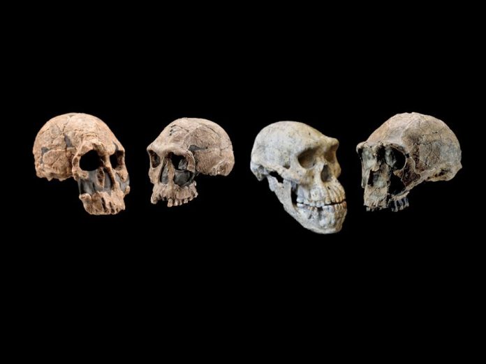 evolucao-humana-genes