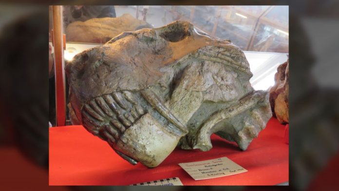 gorgona-extincao-em-massa
