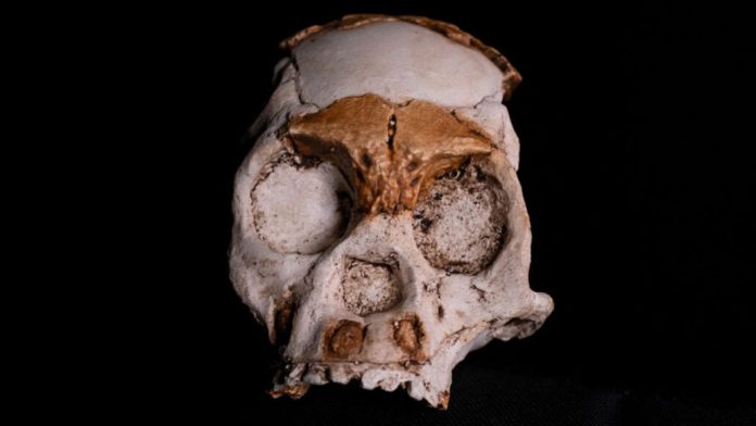 homo-naledi-fogueira