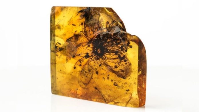 flor-fossilizada-ambar