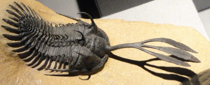 fossil-tridente-400-milhoes
