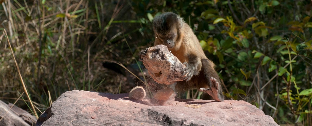 Macacos-prego: como uma simples pedra se transforma em ferramenta
