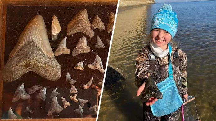 megalodonte-fossil-crianca-9-anos-idade