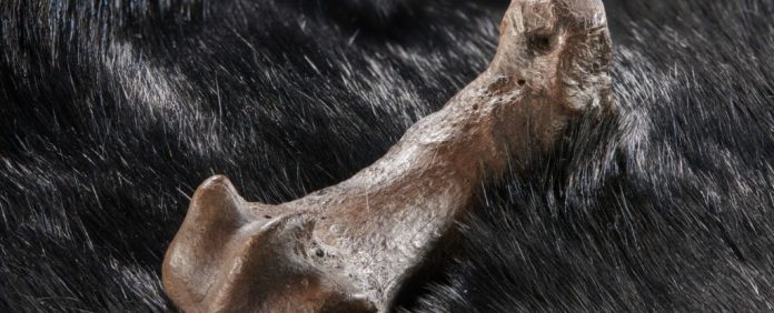 metatarso-urso-da-caverna-moda-pre-historica