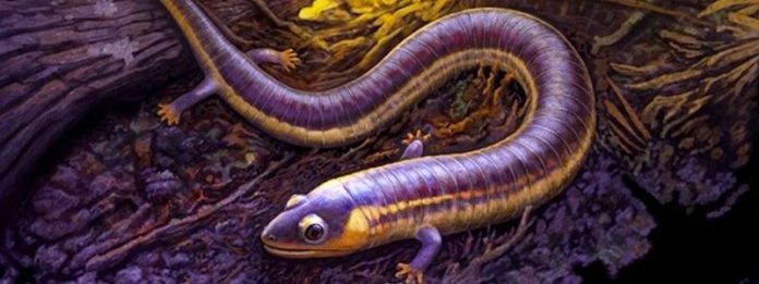 minhoca-evolucao-anfibios