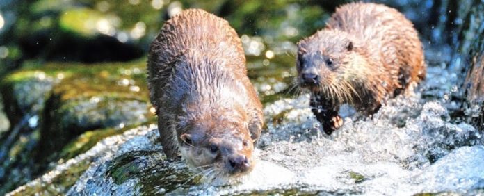 animais-plantas-raros-coreia-do-sul-do-norte