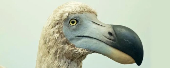 dodo-deextincao