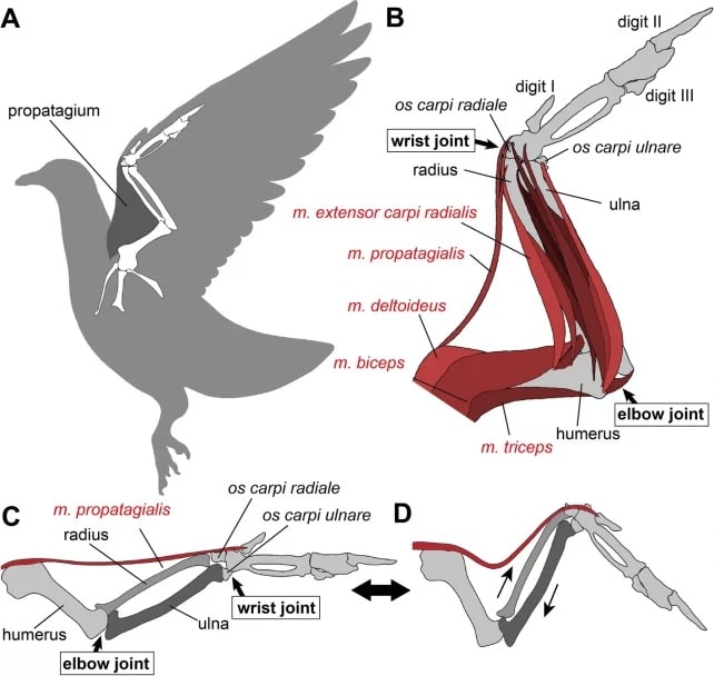Conheça o Archaeopteryx: o elo perdido entre aves e répteis